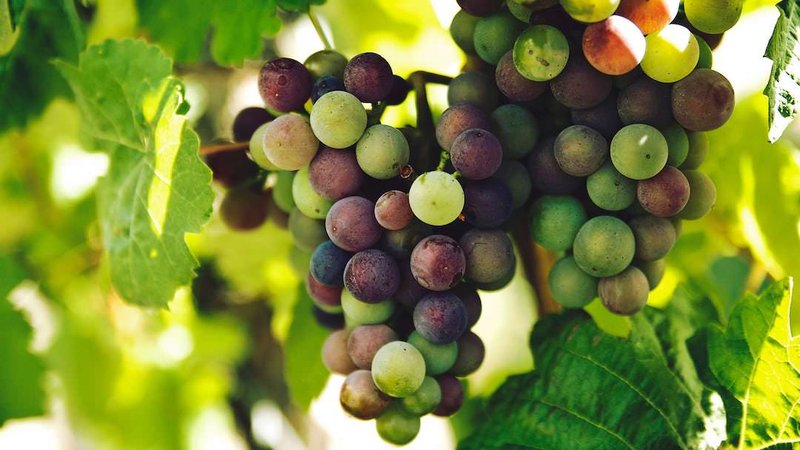 Ecco la Verità Sul Spin Winera: Recensione e Opinion del Mercato Italiano

Molti giocatori italiani si sono domandati se ci siano davvero tante offerte di benvenuto come quelle offerte da Spin Winera. In realtà, la maggior parte dei bonus senza deposito è accompagnata da obblighi di scommessa che possono essere difficili da comprendere. Gli operatori di casinò italiani spesso utilizzano tattiche per attirare i giocatori, creando una confusione che può portare a perdite ingenti per i giocatori.

I Problemi Insopportabili dei Bonus Senza Deposito

Le tattiche dei casinò per ottenere i giocatori
Gli operatori di casinò italiani utilizzano spesso offerte di benvenuto per attirare i giocatori. Queste offerte possono sembrare attraenti, ma spesso sono accompagnate da obblighi di scommessa che possono essere difficili da comprendere. L'importanza del legame tra bonus e obblighi di scommessa è fondamentale per i giocatori italiani.

| Tipo di bonus | Obblighi di scommessa |
| --- | --- |
| Bonus senza deposito | 30 volte il bonus |
| Bonus con deposito | 20 volte il deposito |

Il ruolo dei casinò nel creare dipendenza
Gli operatori di casinò italiani possono utilizzare tattiche per creare dipendenza tra i giocatori. Queste tattiche possono includere offerte di bonus che sembrano attraenti ma sono in realtà difficili da raggiungere. I giocatori italiani devono essere consapevoli di queste tattiche e proteggersi dai rischi di creare dipendenza.

La Verità Sul Download dell'App di Spin Winera

Problemi di installazione e loro risoluzione
Gli errori di installazione dell'app di Spin Winera possono essere causati da diversi fattori, come la compatibilità tra l'app e il tuo dispositivo. Ecco alcuni metodi per risolvere gli errori di installazione:

| Causa dell'errore | Risoluzione |
| --- | --- |
| Errore di compatibilità | Verificare la compatibilità tra l'app e il tuo dispositivo |
| Errore di download | Riprovare il download dell'app |

La sicurezza dei giochi online e come proteggersi
I giocatori italiani devono essere consapevoli dei rischi di sicurezza dei giochi online. Ecco alcuni metodi per proteggersi:

| Metodo di pagamento | Livello di sicurezza |
| --- | --- |
| Carte di credito | Alto |
| PayPal | Alto |

Le Recensioni e le Opinioni dei Giocatori Italiani

Come valutare le recensioni online per trovare il gioco migliore
I giocatori italiani devono essere consapevoli delle recensioni online quando cercano di trovare il gioco migliore. Ecco alcuni metodi per valutare le recensioni:

| Criterio di valutazione | Importanza |
| --- | --- |
| Qualità del gioco | Alto |
| Offerte di bonus | Alto |

L'importanza delle opinioni dei giocatori nella scelta di un casinò
Le opinioni dei giocatori italiani possono essere fondamentali nella scelta di un casinò. Ecco alcuni metodi per utilizzare le opinioni di altri giocatori:

| Metodo di utilizzo | Importanza |
| --- | --- |
| Leggere recensioni online | Alto |
| Chiedere consigli a altri giocatori | Alto |

La Legge e i Regolamenti Italiani per i Giocatori

L'evoluzione della legislazione italiana sul gioco d'azzardo
La legislazione italiana sul gioco d'azzardo è in continua evoluzione. I giocatori italiani devono essere consapevoli delle nuove leggi e regolamenti.

| Legge | Descrizione |
| --- | --- |
| Legge 12 agosto 2016, n. 106 | Regolamenta il gioco d'azzardo in Italia |

Come i giocatori possono proteggersi dalle truffe e dalle frodi
I giocatori italiani devono essere consapevoli dei rischi di truffe e frodi nei giochi online. Ecco alcuni metodi per proteggersi:

| Metodo di protezione | Importanza |
| --- | --- |
| Utilizzare metodi di pagamento sicuri | Alto |
| Leggere recensioni online | Alto |

Per i giocatori italiani che cercano di trovare un casinò sicuro e affidabile, [<a href=